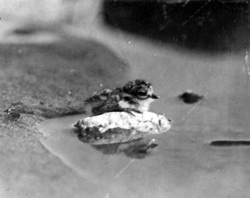 Claude photographed this young ring-necked plover when it was likely not more that a day old. June 23, 1928