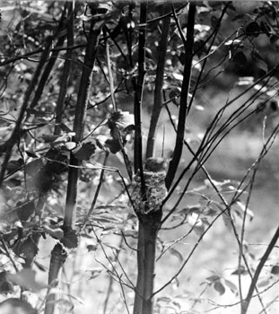 A female yellow warbler on her nest. 1928