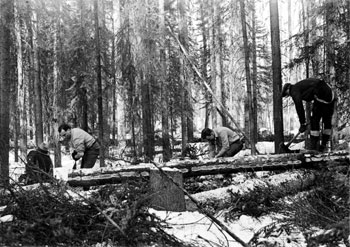 “Our local tennis fans prepare to build a new court: cutting logs.”