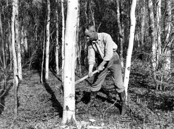Claude chops down a tree in the woods near Forty Mile. 1937