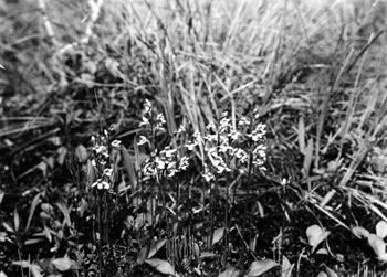 Small round-leafed orchid, Forty Mile. 1938