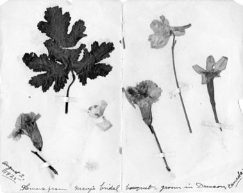 These dried flowers were found pressed and preserved inside the Tidds' marriage certificate. The euphoric bride wrote that “The handsomest man in the world” brought her a bouquet of “mixed white flowersroses, phlox, sweet peas. Oh everything.” Mary pressed some and sent them off to Lancaster.