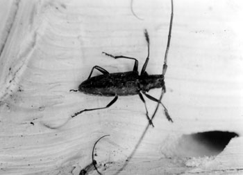 Claude was intrigued enough by this beetle to take several shots of it.