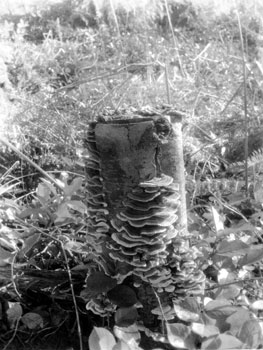 Fungus