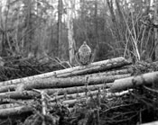 Ruffed grouse starting to drum, ca. 1928.