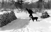 Claude hauls wood while Spud trots alongside.