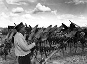 Peter Moses, Chief of the Vuntut Gwichin, stretches muskrat skins on racks.