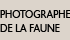 Photographe de la faune